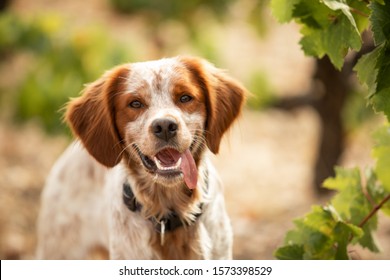 
Brittany spaniel dog in the autumn vineyard