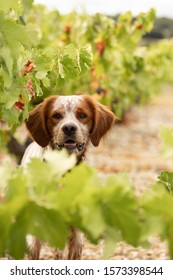 
Brittany spaniel dog in the autumn vineyard