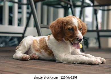 Brittany Spaniel Puppy