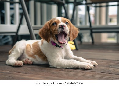 Brittany Spaniel Puppy