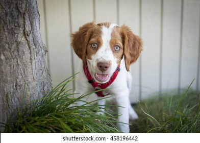 Brittany Spaniel Puppy