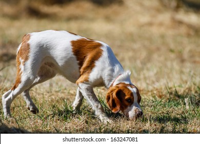 Brittany Spaniel, Young Hunting Dog Sniffing 