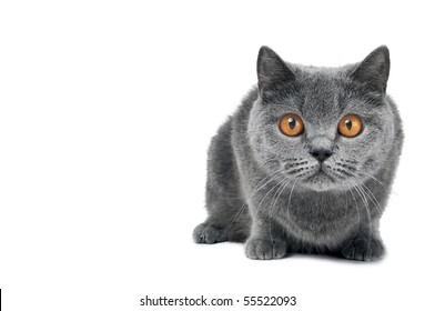 Brittish Shorthair Grey Cat With Big Wide Open Orange Eyes Isolated