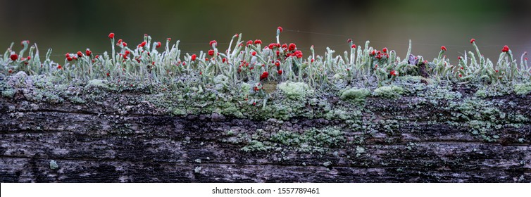 Brittish soldiers lichen (Cladonia cristatella) growing on old wooden fence railing. Red fruiting bodies produce spores for dissemination. Thin lines are spider silk. - Shutterstock ID 1557789461