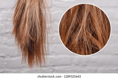 Brittle Dull Hair, Damaged Root Structure Female Gray Background.