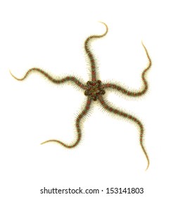 Brittle Sea Star