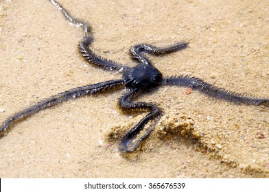 Brittle Star