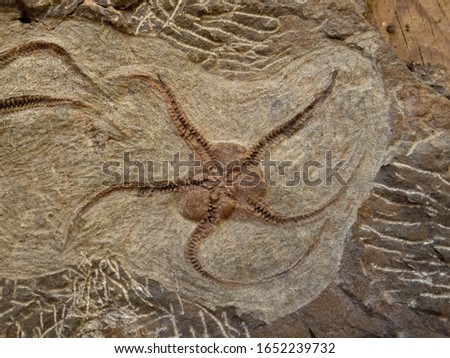 Brittle Star or Ophiuroid Fossil Found in Morocco