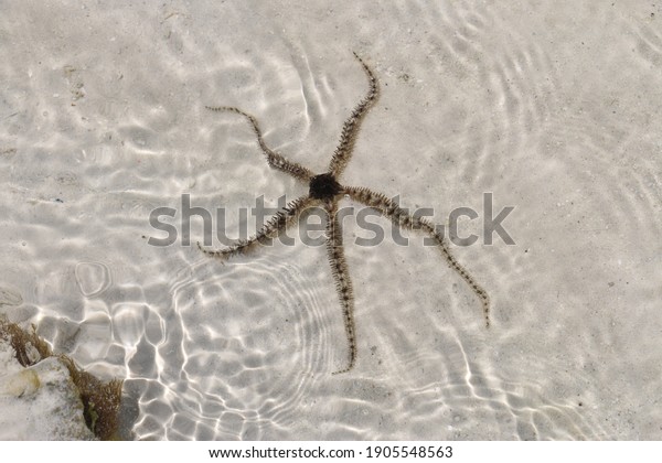 Brittle stars, serpent stars, or ophiuroids are\
echinoderms in the class Ophiuroidea closely related to starfish.\
They crawl across the sea floor using their flexible arms for\
locomotion. The\
ophiuroi