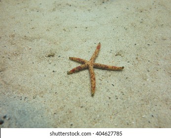 Brittle Star,seastar
