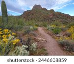 Brittlebush, Encelia farinosa, yellow wildflowers blooming by the scenic trail in Saguaro National Park West. A beautiful hiking trail in the Sonoran Desert during the spring of 2024. Arizona, USA.