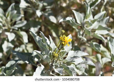 Brittlebush Flower (Encelia Farinosa)