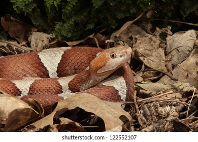 Broad Band Copperhead Snake