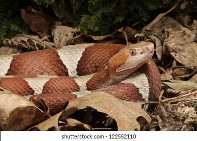 Broad Band Copperhead Snake