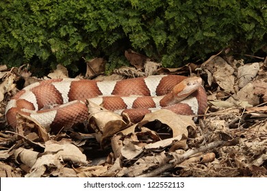 Broad Band Copperhead Snake