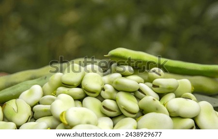 Broad bean or fava beans (Fave) on the close-up. From garden to table: springtime vegetables and legumes