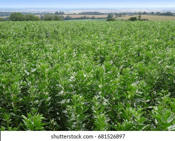                                Broad Bean Field In Dorset