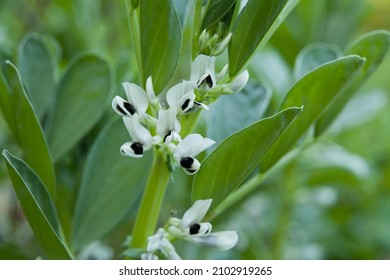 Broad bean flowers in the vegetable garden -  white and black blooming plants of edible crop -  vicia faba. - Powered by Shutterstock