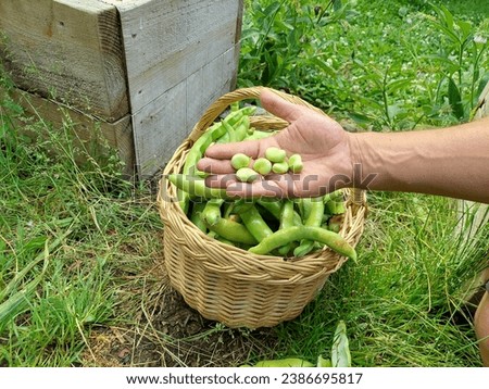 broad bean fruit harvested by hand, in the background basket with broad beans in pods in the vegetable garden