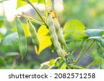 Broad Bean Imperial green Longood growing in the garden