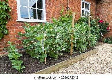 Broad bean plants in flower growing in a raised bed. English cottage vegetable garden, UK - Shutterstock ID 2086192342