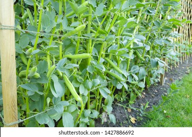 Broad Beans Or Fava Beans Growing In A Vegetable Garden 