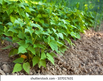 Broad Beans Plant In The Garden