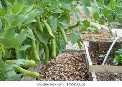 Broad Beans Ready To Harvest