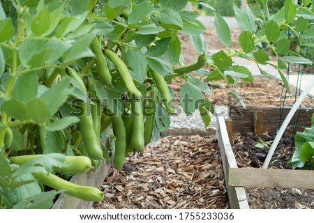 broad beans ready to harvest