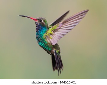 Broad Billed Hummingbird