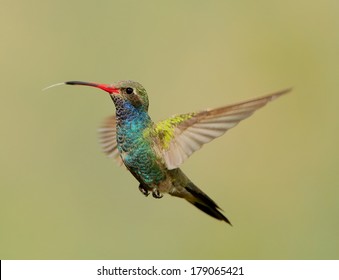 Broad Billed Hummingbird