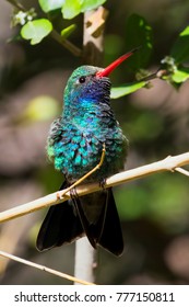 Broad Billed Hummingbird