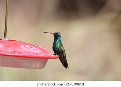 Broad Billed Hummingbird At Feeder