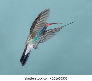 Broad Billed Hummingbird flying