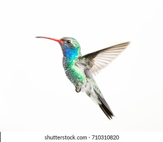 Broad billed hummingbird male, isolated on a white background.