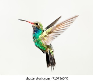 Broad billed hummingbird male, isolated on a white background. - Powered by Shutterstock