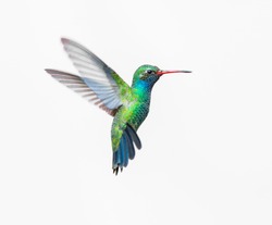 Broad Billed Hummingbird On A Pure White Background. Using Different Backgrounds The Bird Becomes More Interesting And Can Easily Be Isolated For A Project. These Birds Are Native To Mexico.
