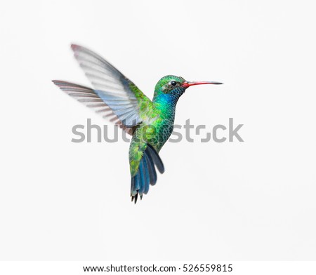 Broad Billed Hummingbird on a pure white background. Using different backgrounds the bird becomes more interesting and can easily be isolated for a project. These birds are native to Mexico.