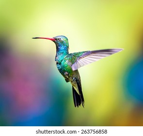 Broad Billed Hummingbird. Part of my new hummingbird art collection using different patterned material in the background to create a one of a kind image. In the coming weeks new backgrounds available.