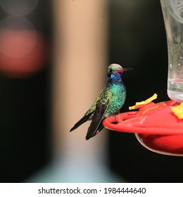 Broad Billed Hummingbird Perched On Feeder