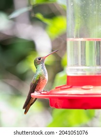 Broad Billed Hummingbird Perched On A Feeder