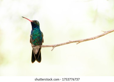 Broad Billed Hummingbird Sitting On A Branch Light Background