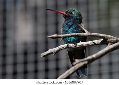 Broad Billed Hummingbird Sitting On A Branch