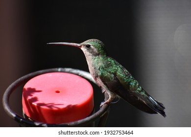 Broad Billed Hummingbird Sitting On A Feeder.