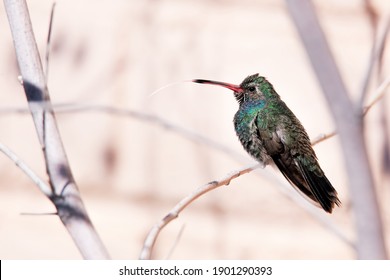 Broad Billed Hummingbird With Tongue Out