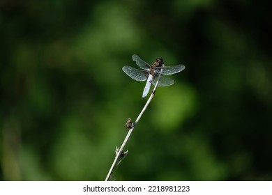 The Broad Bodied Chaser Dragonfly In Nature