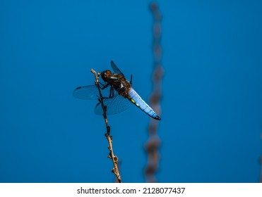 Broad Bodied Chaser Dragonfly UK