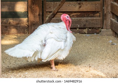 Broad Breasted White Turkey In A Barn