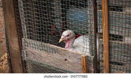 Broad Breasted White Turkey In A Coop