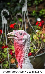 A Broad Breasted White Turkey, Jasper, GA, USA